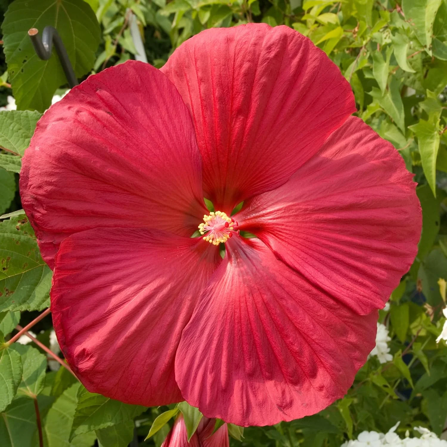 Red Dinner Plate Hibiscus Seeds – Giant Bloom Hardy Perennial - Image 4