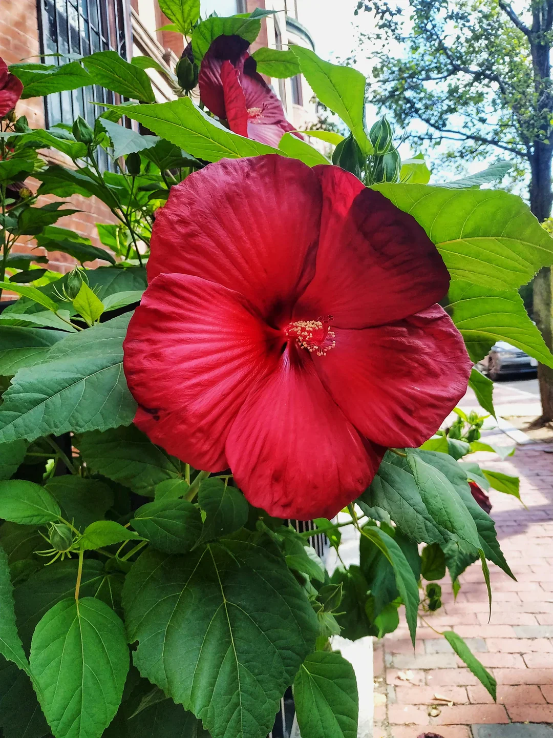 Red Dinner Plate Hibiscus Seeds – Giant Bloom Hardy Perennial - Image 5