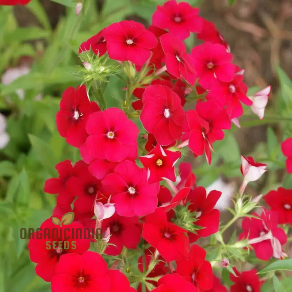 Red Drummond Phlox Flower Seeds - Brilliant Blooms for Vibrant Garden Borders