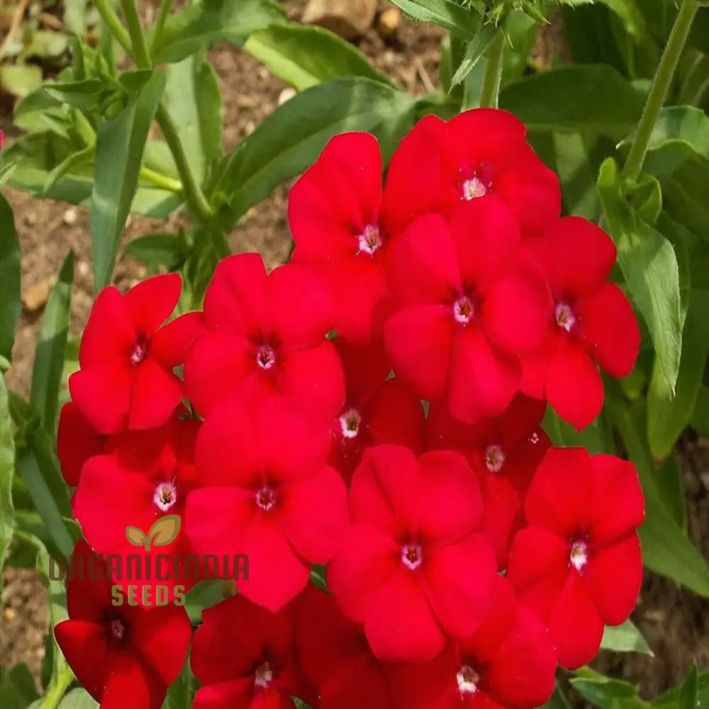 Red Drummond Phlox Flower Seeds - Brilliant Blooms for Vibrant Garden Borders - Image 3