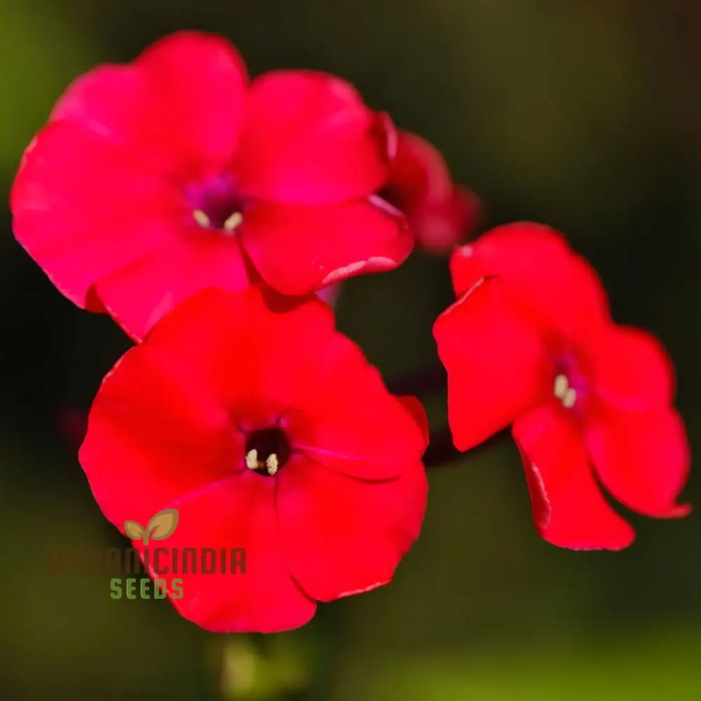 Red Drummond Phlox Flower Seeds - Brilliant Blooms for Vibrant Garden Borders - Image 4