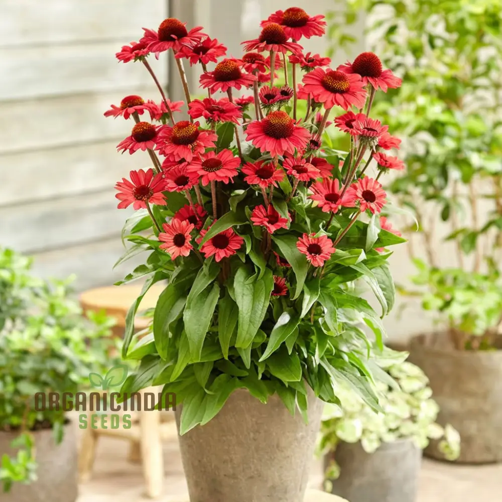 Red Echinacea Flower Seeds, A Comprehensive Guide to Planting and Gardening Success - Image 3