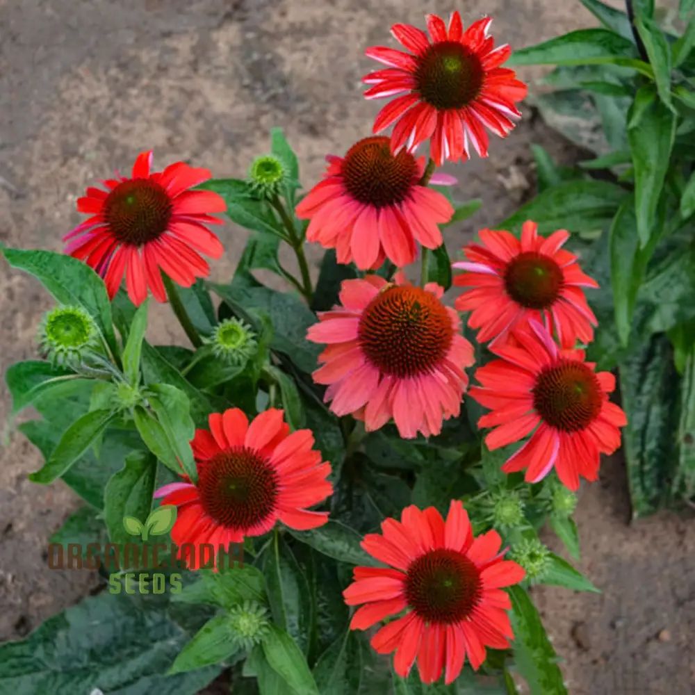 Red Echinacea Flower Seeds, A Comprehensive Guide to Planting and Gardening Success - Image 4