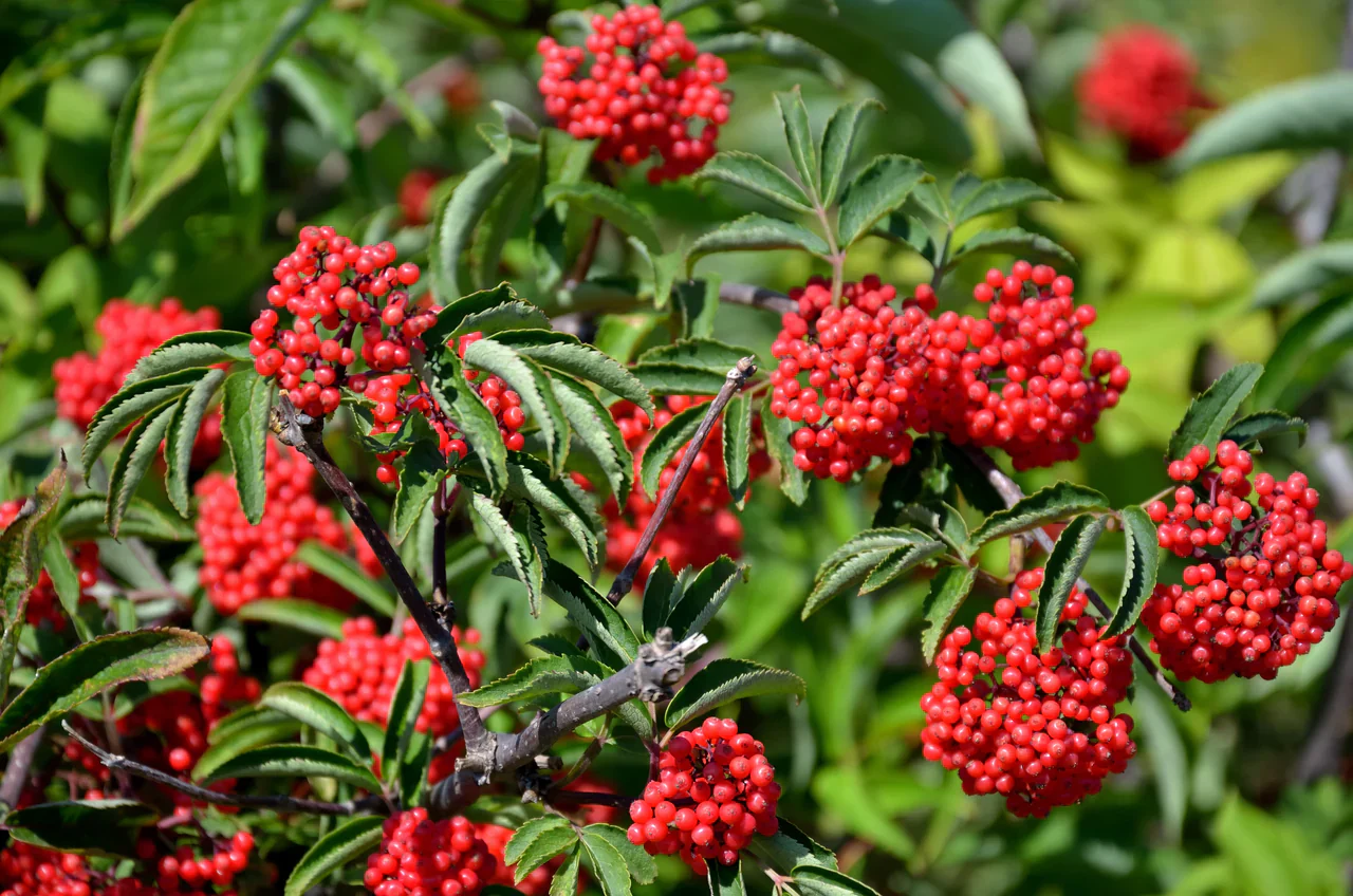 Red Elderberry Fruit Seeds - Image 4
