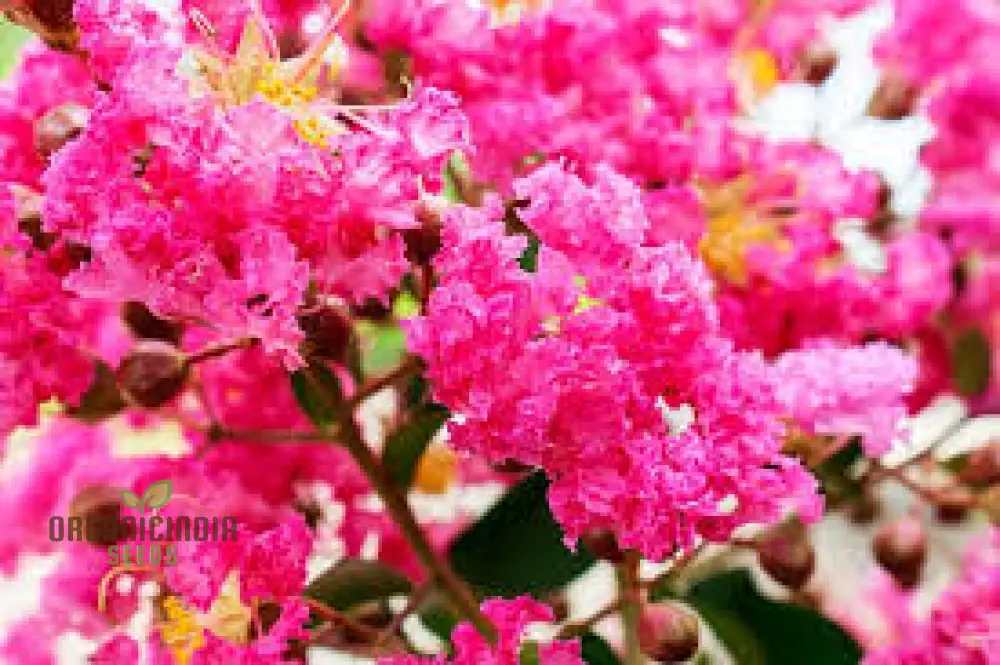 Red Flowering Bonsai Seeds in Crack Vase (100 pcs) - Image 3