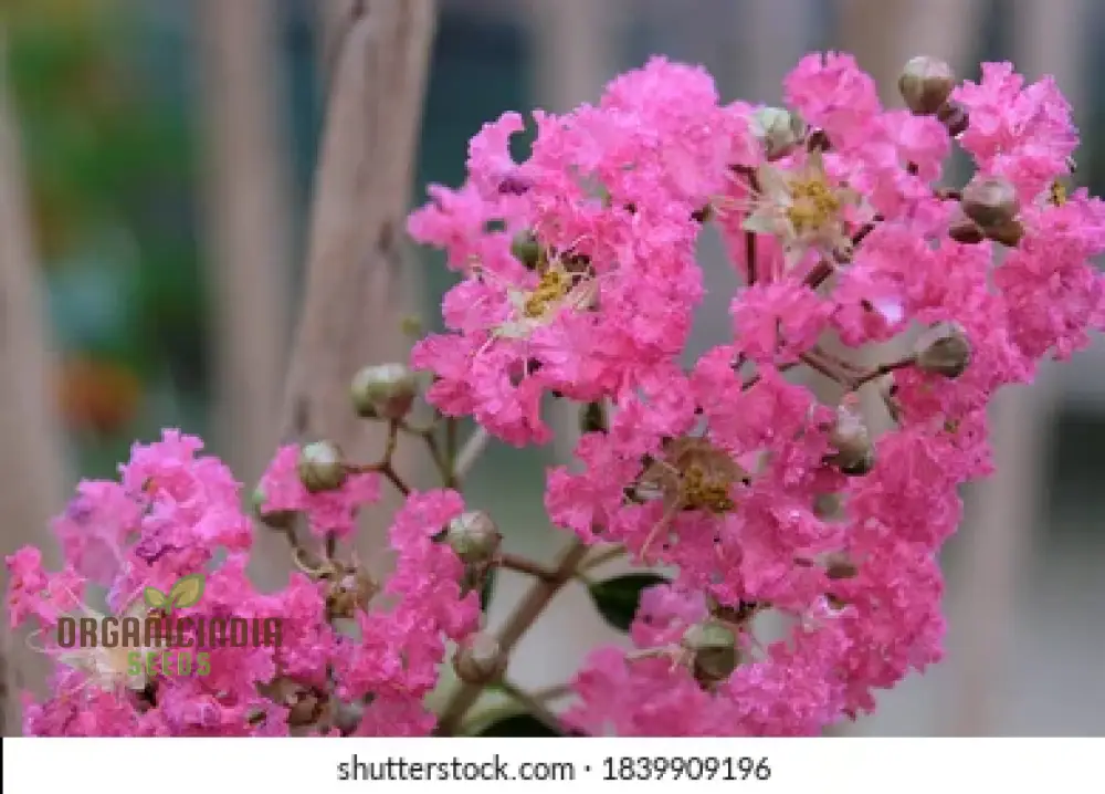 Red Flowering Bonsai Seeds in Crack Vase (100 pcs) - Image 4