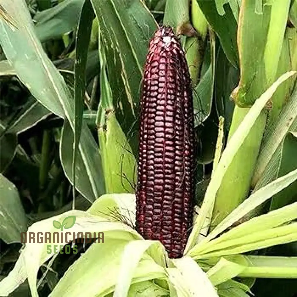 Crimson Gem Corn Vegetable Seeds, Planting Seeds for Vibrant Red Corn Harvests