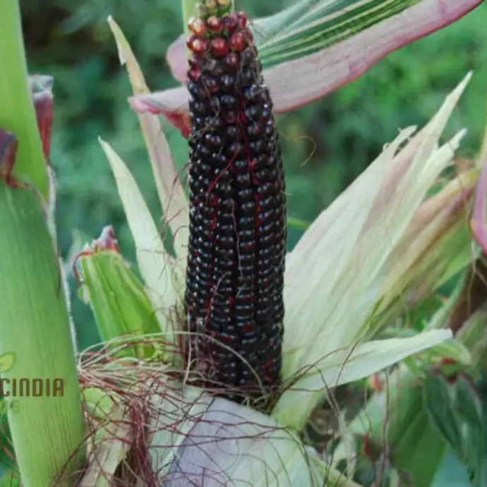 Crimson Gem Corn Vegetable Seeds, Planting Seeds for Vibrant Red Corn Harvests - Image 3