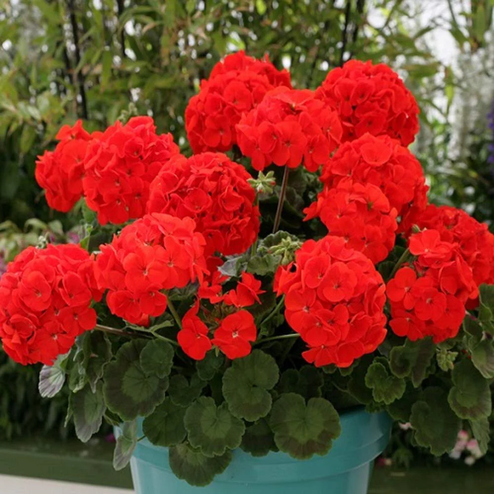 Red Geranium Flower Seeds, Bold Vibrant Blooms, Easy to Grow, Non-GMO - Image 2