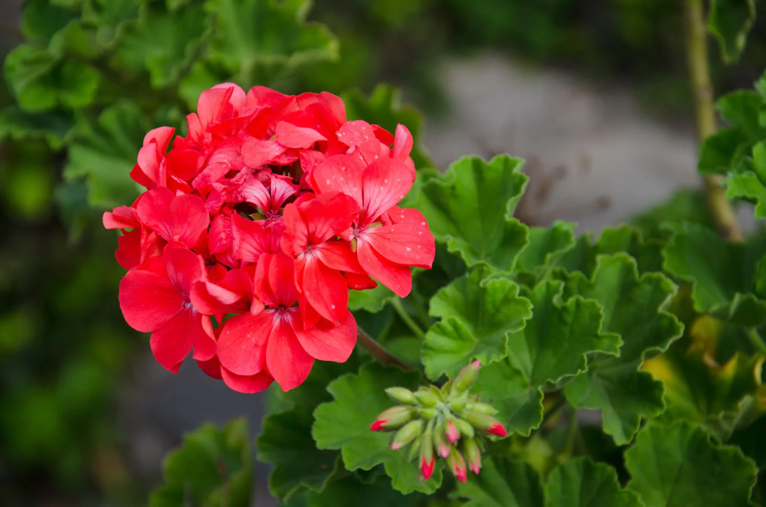 Red Geranium Flower Seeds, Bold Vibrant Blooms, Easy to Grow, Non-GMO - Image 3