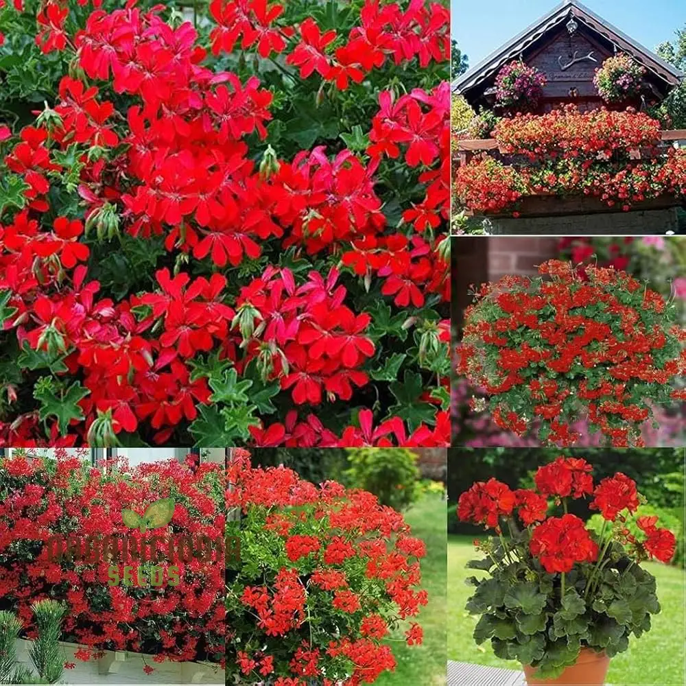 Red Geranium Seeds Flower seeds for Planting