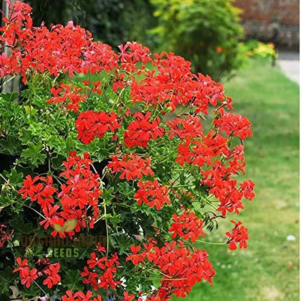 Red Geranium Seeds Flower seeds for Planting - Image 3