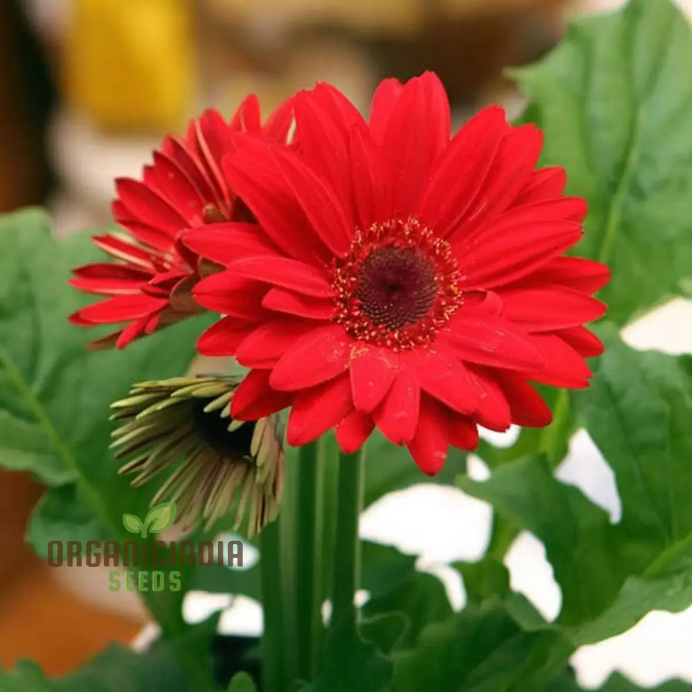 Red Gerbera Flower Seeds - Vibrant Blooms for Stunning Garden Planting and Gardening