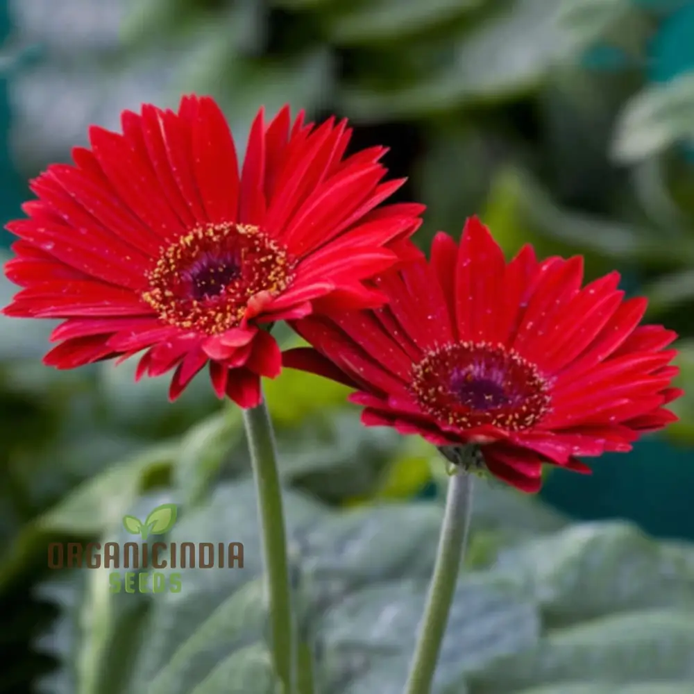 Red Gerbera Flower Seeds - Vibrant Blooms for Stunning Garden Planting and Gardening - Image 3