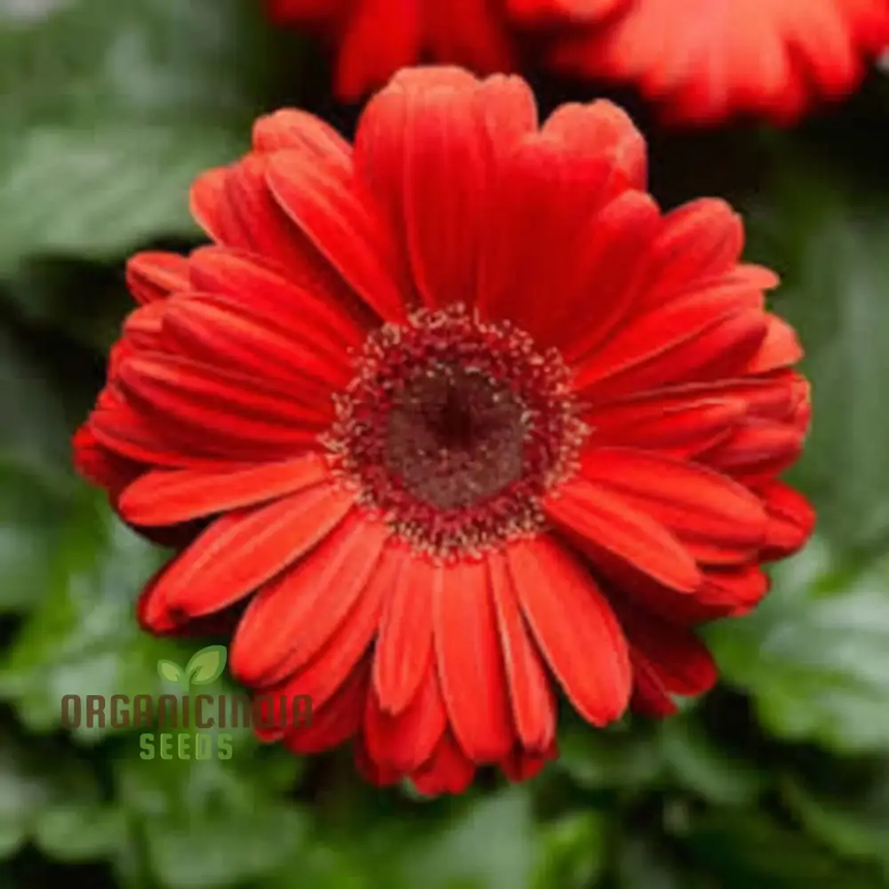 Red Gerbera Flower Seeds - Vibrant Blooms for Stunning Garden Planting and Gardening - Image 4