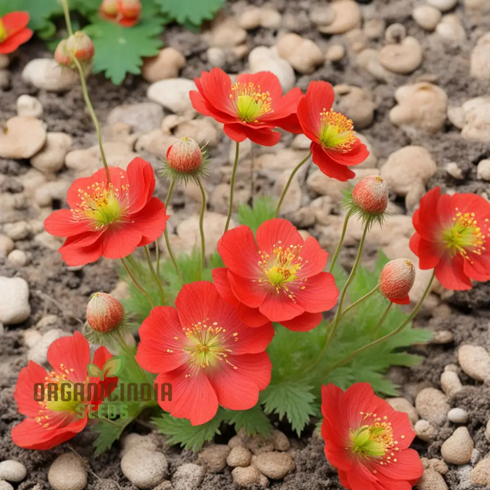 Red Geum Flower Seeds - Vibrant Blooms for Eye-Catching Garden Displays - Image 4