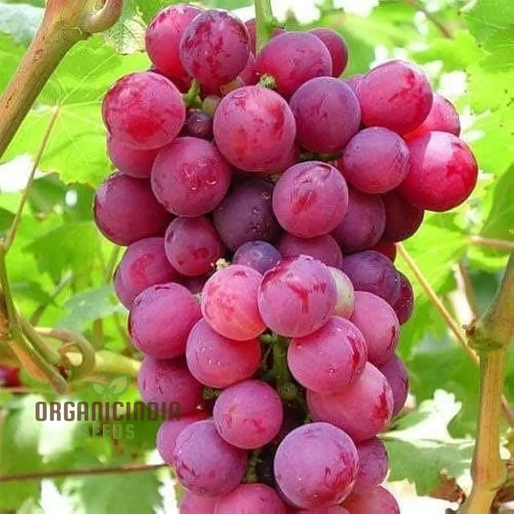 Red Grape Seeds for Planting - Premium Quality Seeds for Your Garden - Ideal for Vineyard Cultivation