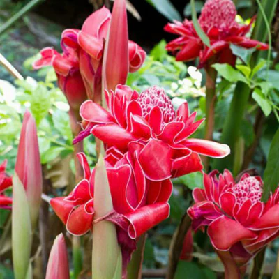 Red Green Torch Ginger Seeds, Torch Ginger Plant Seeds Mix, Red Green Torch Ginger Seeds, Bulk Red Green Torch Ginger Seeds - Image 4