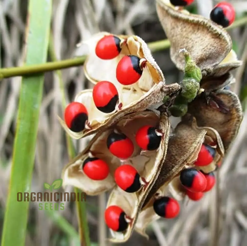 Red Gunja Seeds (Chirmi Gurinvida Beads) Beautiful Red Gunja Planting Seeds