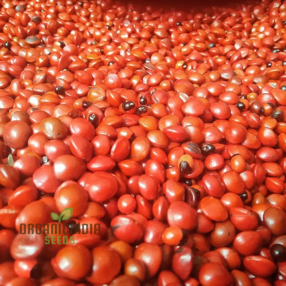 Red Gunja Seeds (Chirmi Gurinvida Beads) Beautiful Red Gunja Planting Seeds - Image 3