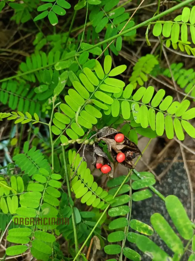 Red Gunja Seeds (Chirmi Gurinvida Beads) Beautiful Red Gunja Planting Seeds - Image 4
