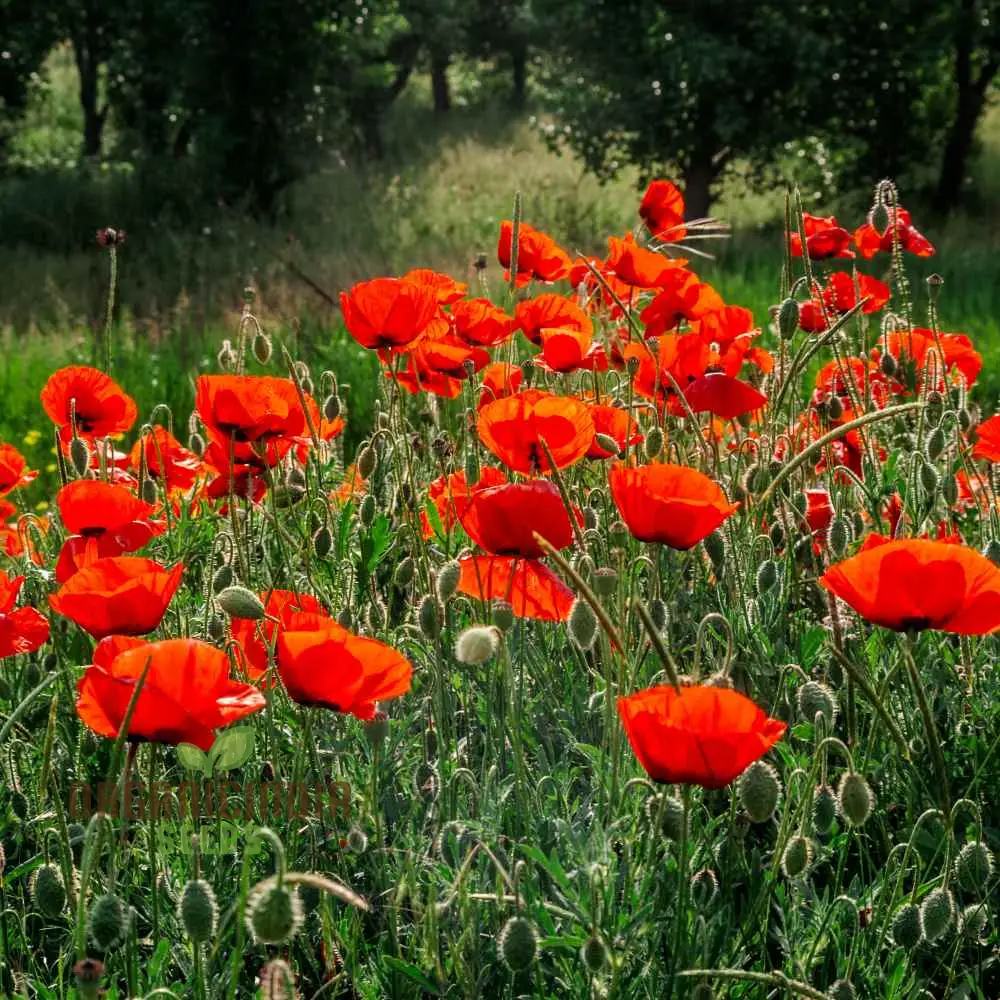 Red Head Wildflower Mix Seeds For Planting for a Stunning Garden Display - Image 3