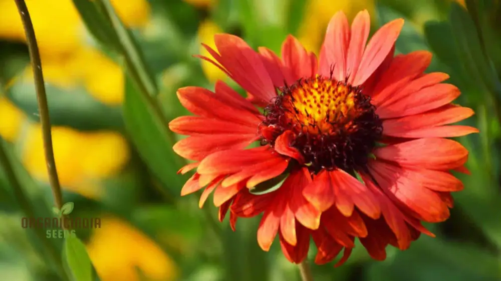 Red Head Wildflower Mix Seeds For Planting for a Stunning Garden Display - Image 4