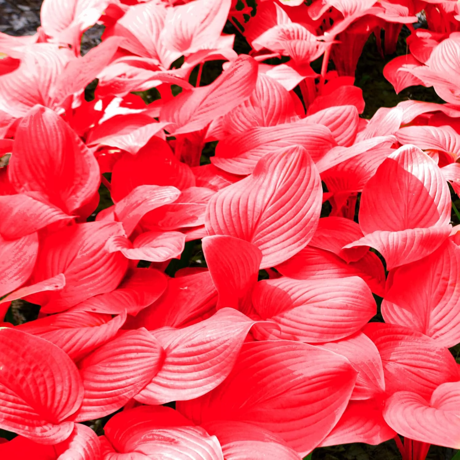 Red Hosta Seeds Ans Perennial Shade Loving Plants for Indoor And Outdoor Gardens, Pollinator Friendly And Low Maintenance - Image 3