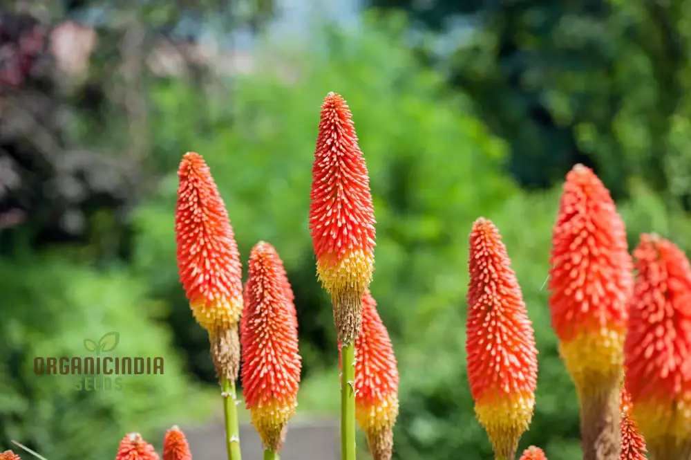 Red Hot Poker Kniphofia Seeds – Torch Lily - Image 3