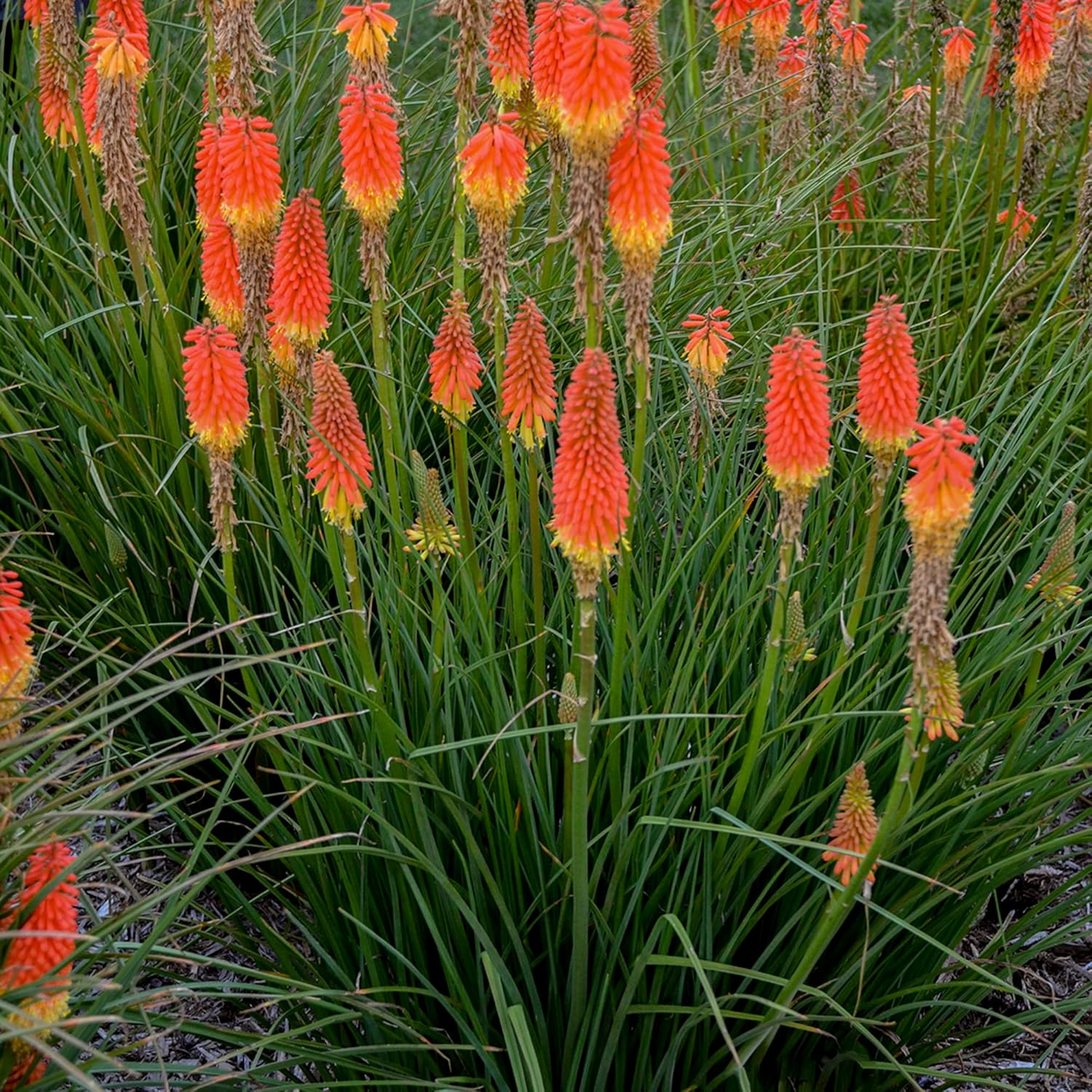Red Hot Poker Seeds Torch Lily, Kniphofia Perennial Attracts Hummingbirds And Butterflies Patio Container Bed Outdoor Flower Seeds - Image 6