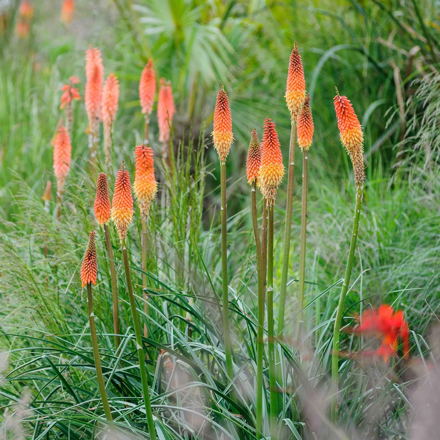 Red Hot Poker Seeds Torch Lily, Kniphofia Perennial Attracts Hummingbirds And Butterflies Patio Container Bed Outdoor Flower Seeds - Image 7