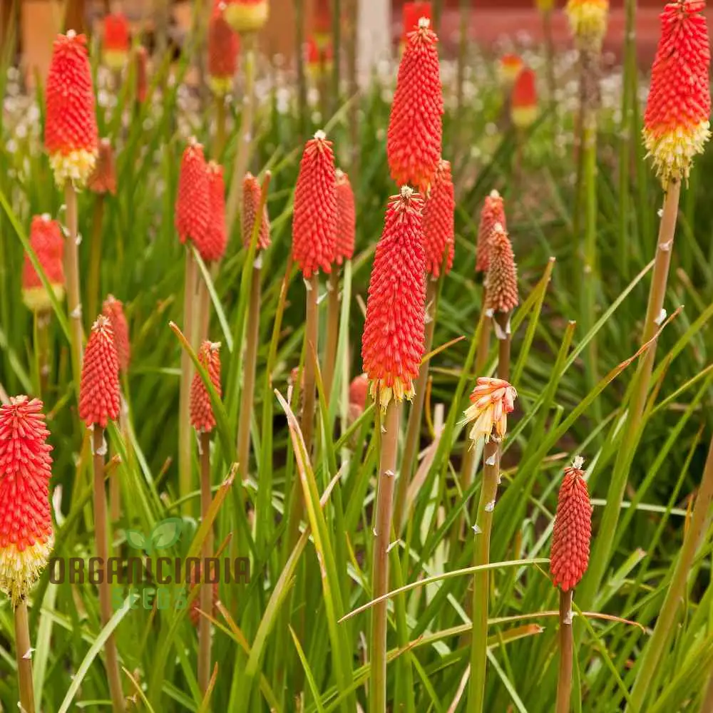 Red Hot Poker Uvaria Mix Flower Seeds for Planting 100 Pcs