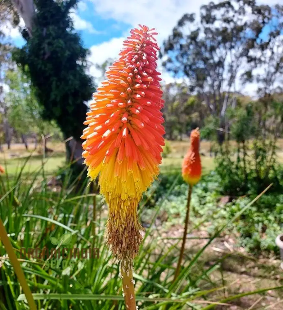 Red Hot Poker Uvaria Mix Flower Seeds for Planting 100 Pcs - Image 3