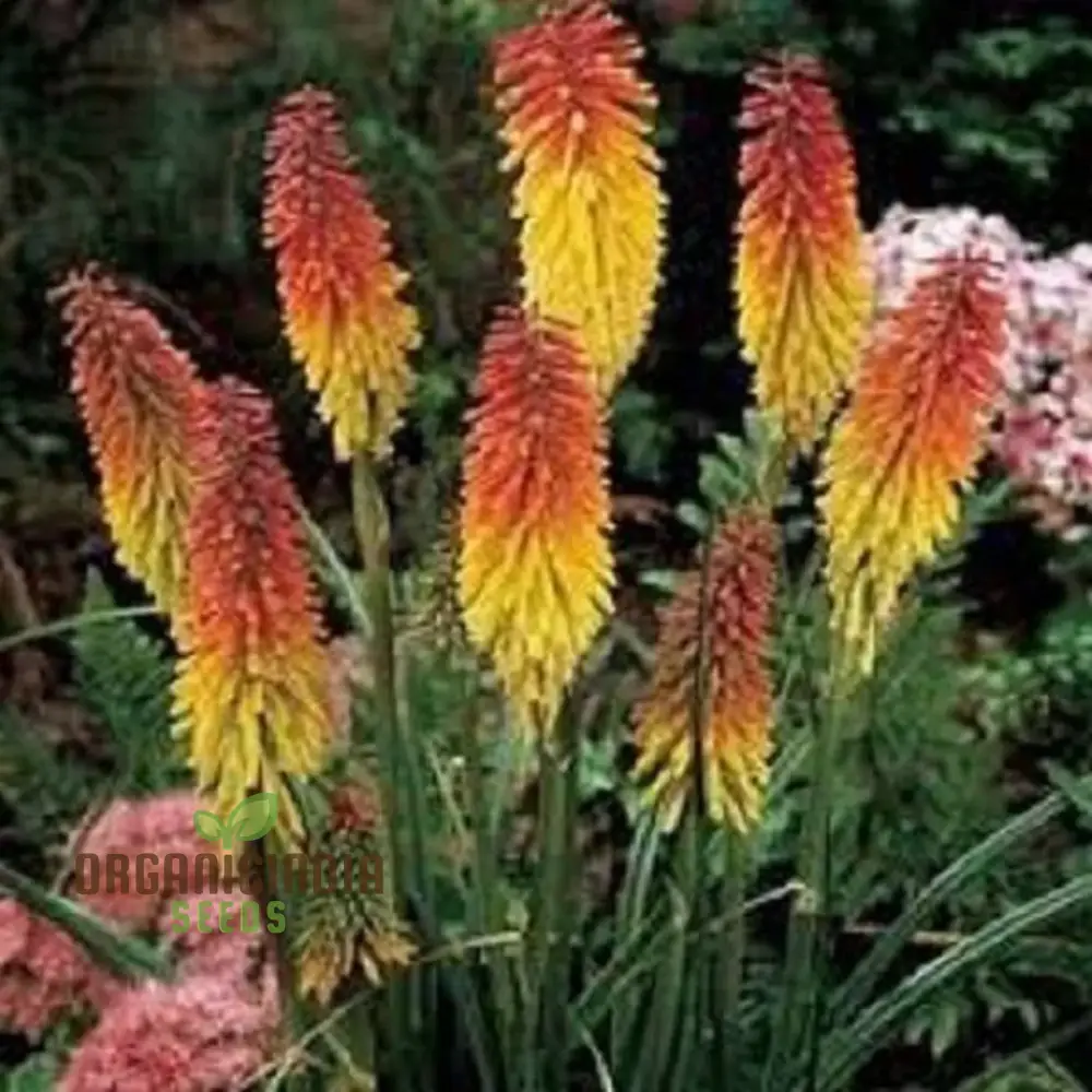 Red Hot Poker Uvaria Mix Flower Seeds for Planting 100 Pcs - Image 4