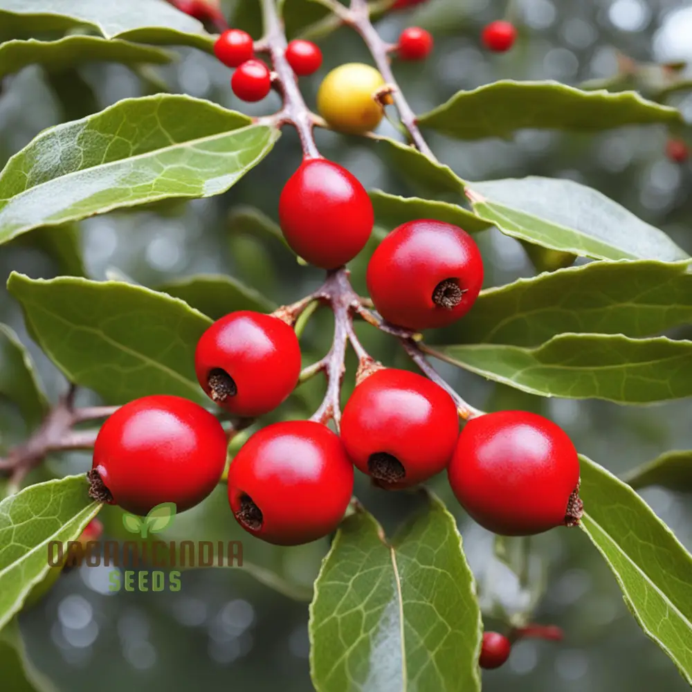 Red Ilex Opaca Fruit Seeds for Planting, Cultivate Your Garden with Exotic Holly Fruit Seeds - Image 3