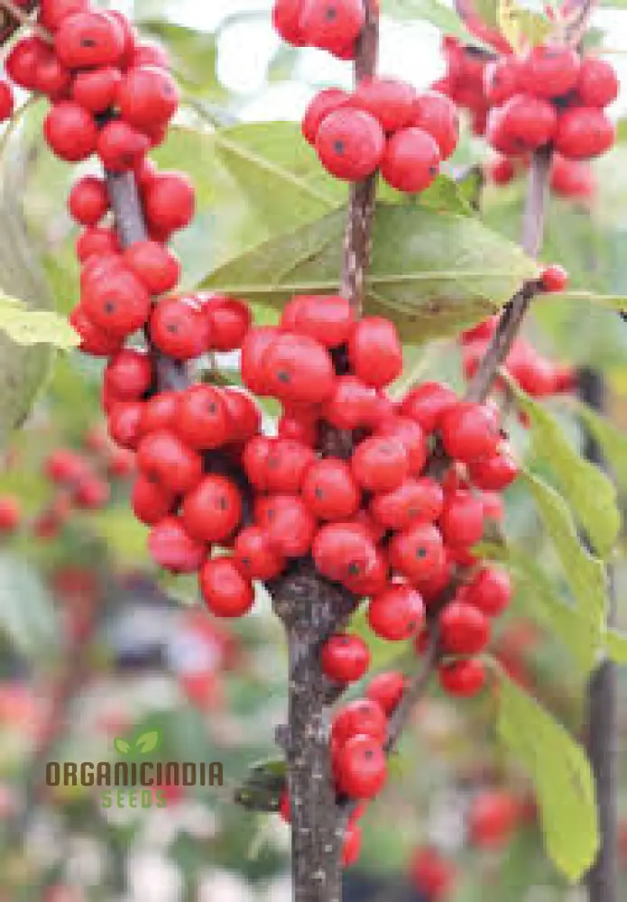 Red Ilex Opaca Fruit Seeds for Planting, Cultivate Your Garden with Exotic Holly Fruit Seeds - Image 4