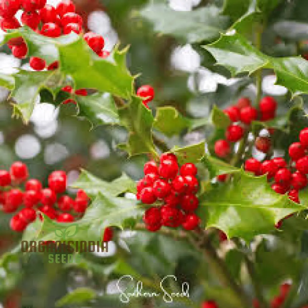 Red Ilex opaca Seeds, Where to Buy Red Ilex opaca Seeds, American Holly Seeds, Holly Tree Seeds