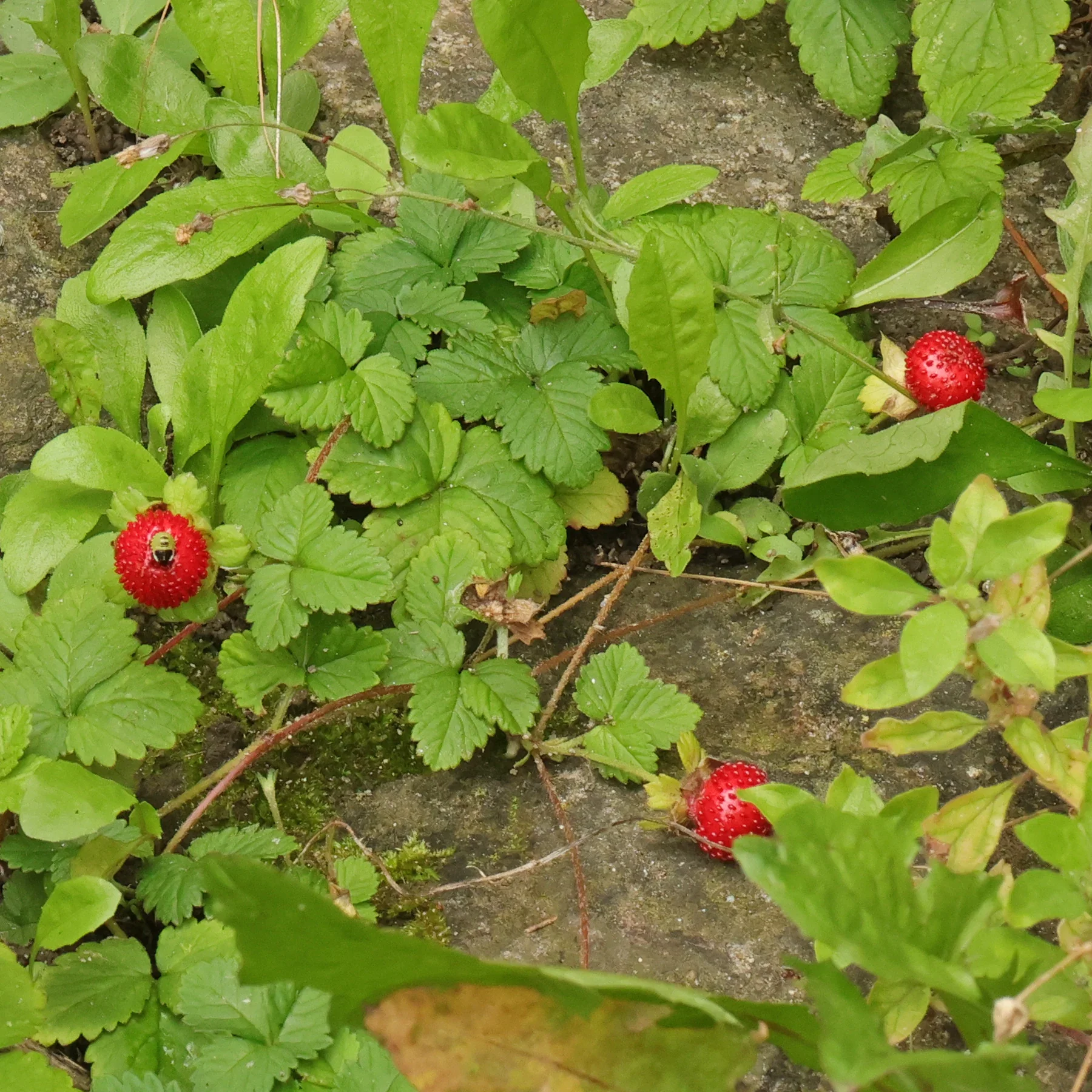 Red Indian Tuttifrutti Strawberry (Duchesnea indica) – Flower Berry Fruit Seeds - Image 3