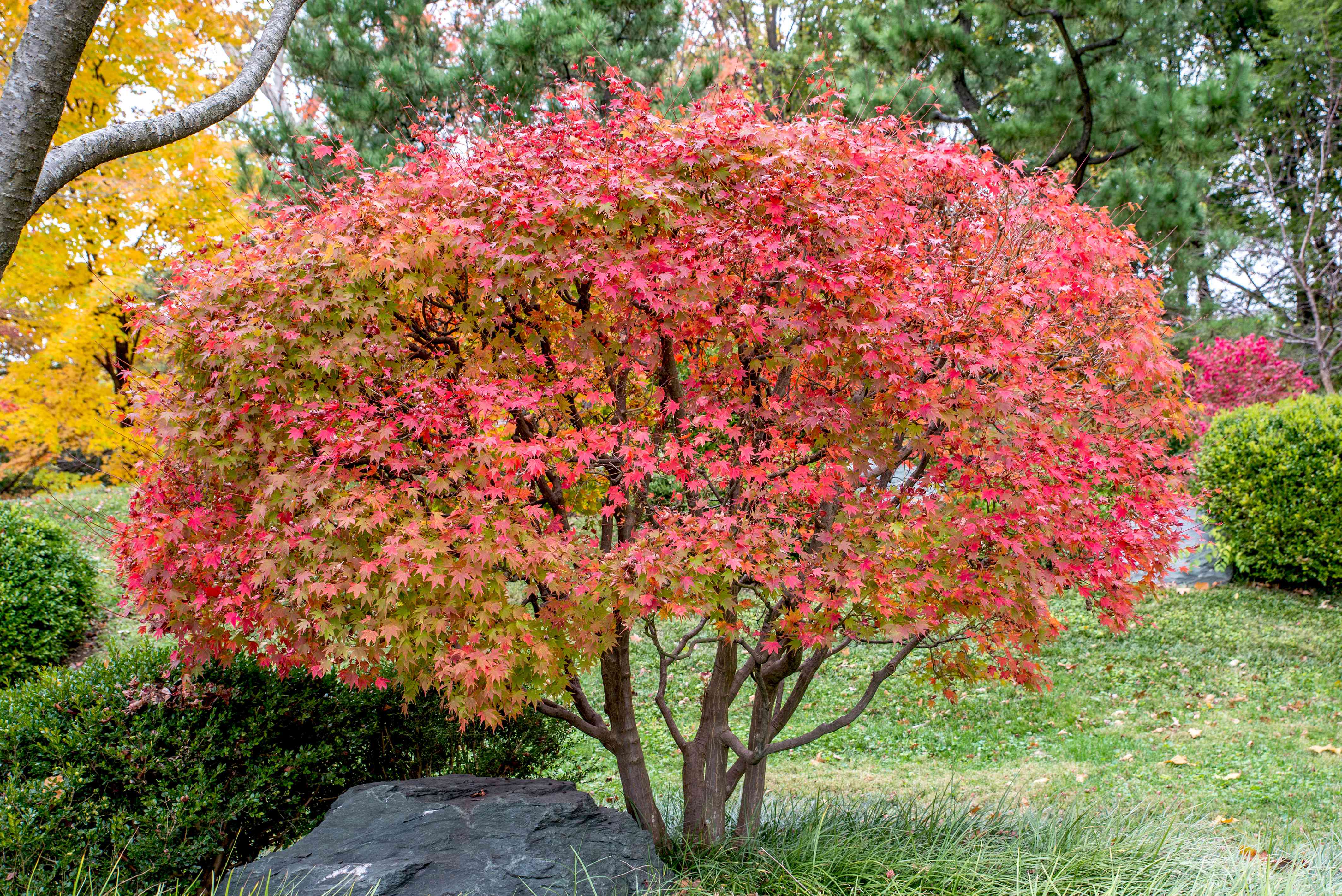 Red Japanese Maple Tree Seeds – Vibrant Foliage Landscaping