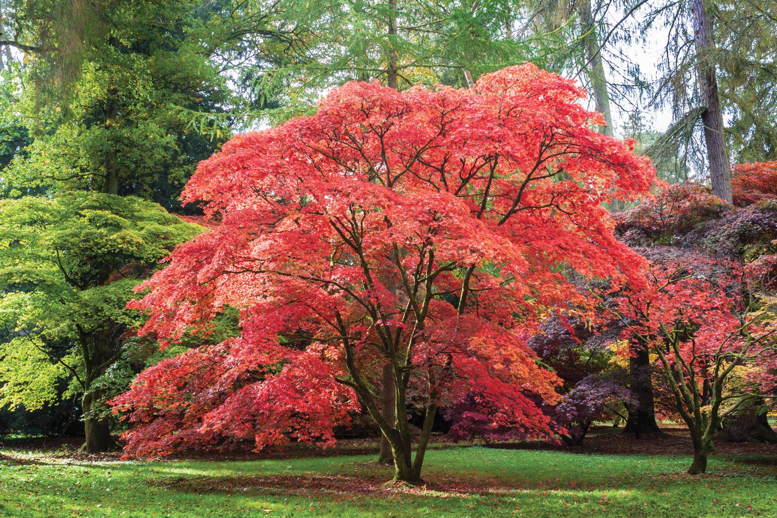Red Japanese Maple Tree Seeds – Vibrant Foliage Landscaping - Image 3