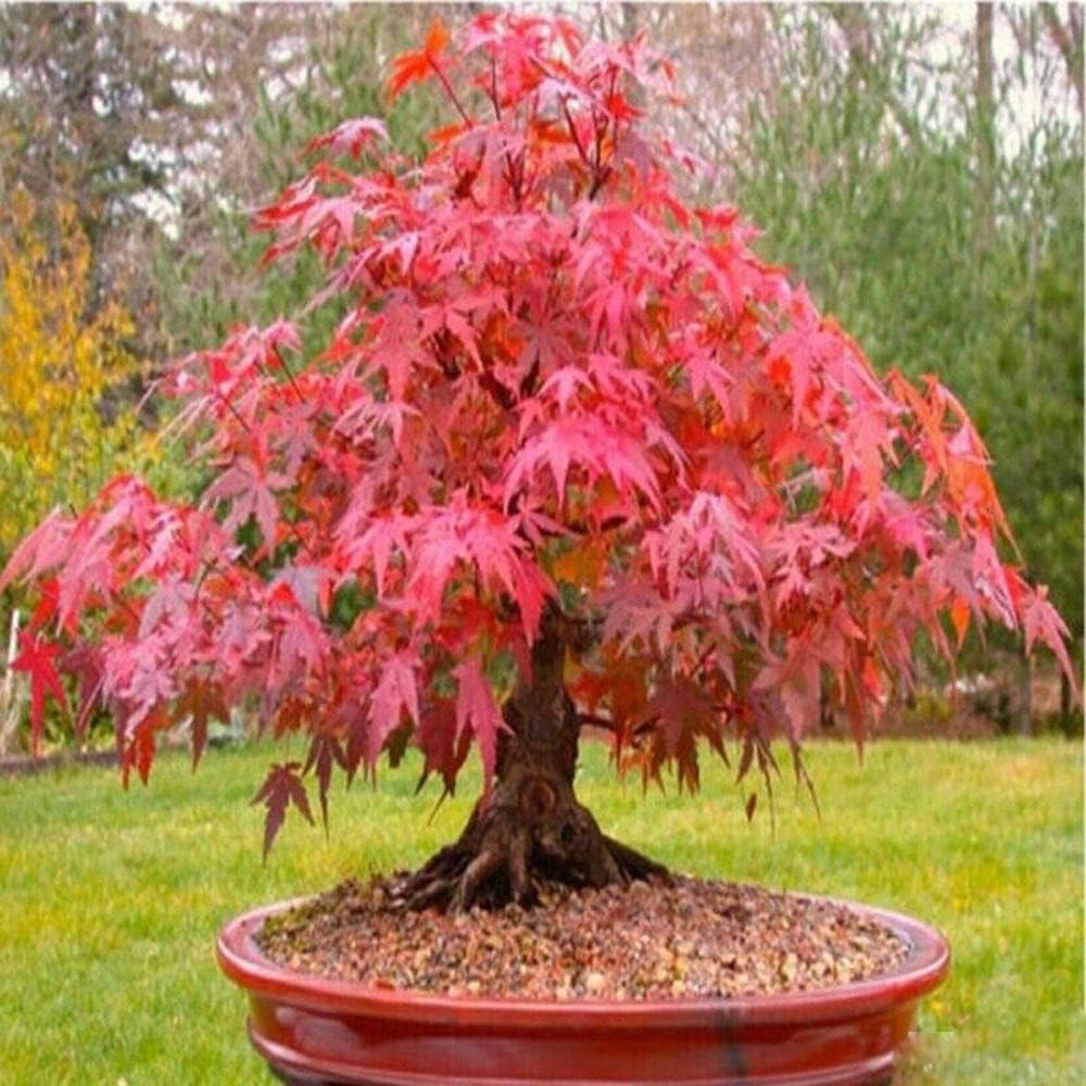 Red Japanese Maple Tree Seeds – Vibrant Foliage Landscaping - Image 4