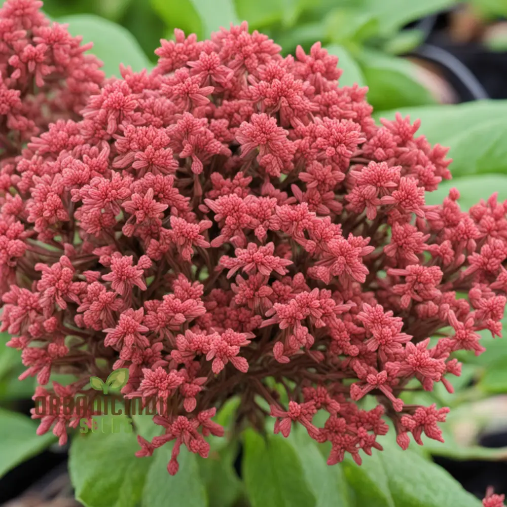Red Jupiter’s Beard Seeds – Centranthus Ruber Variety for Vibrant Garden Blooms - Image 4