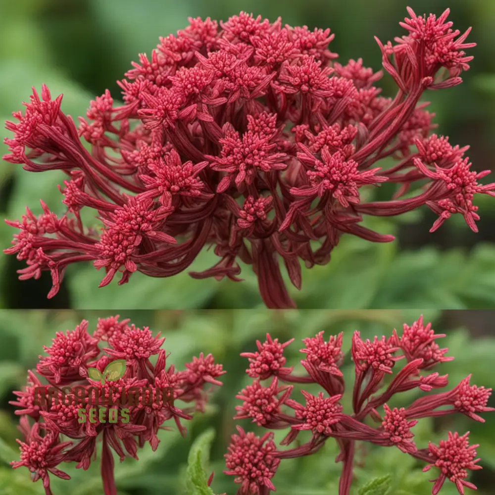 Red Jupiter’s Beard Seeds – Centranthus Ruber Variety for Vibrant Garden Blooms - Image 5