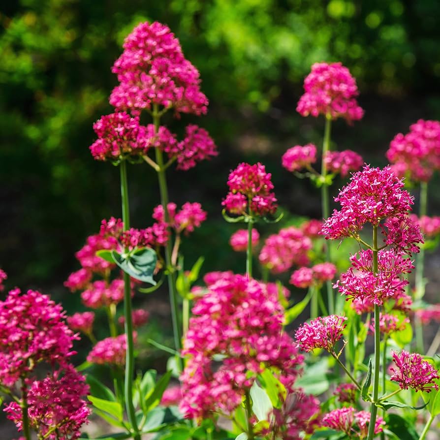 Red Jupiter’s Beard Seeds – Centranthus Ruber Variety for Vibrant Garden Blooms - Image 6