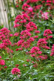 Red Jupiter’s Beard Seeds – Centranthus Ruber Variety for Vibrant Garden Blooms - Image 7