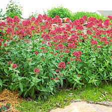 Red Jupiter’s Beard Seeds – Centranthus Ruber Variety for Vibrant Garden Blooms - Image 8