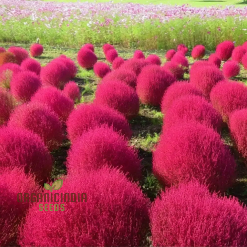 Red Kochia Scoparia Plant Seeds - Premium Quality Seeds for Stunning Red Foliage