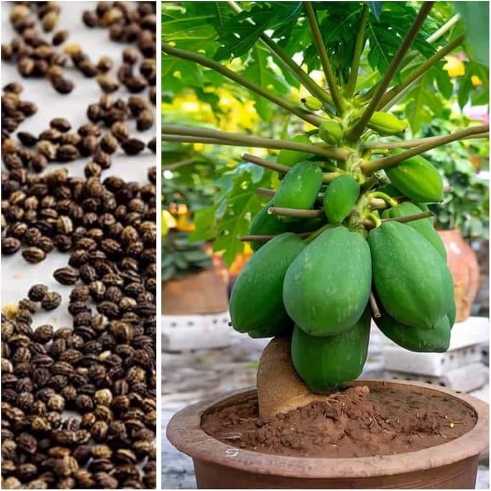 Red Lady Papaya Seeds for Planting – High-Yield, Sweet Tropical Fruit - Image 2