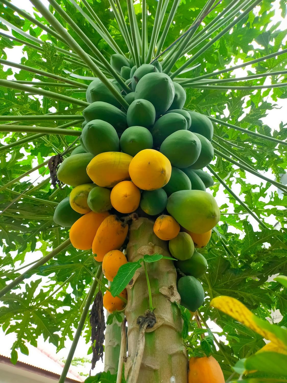 Red Lady Papaya Seeds for Planting – High-Yield, Sweet Tropical Fruit - Image 3