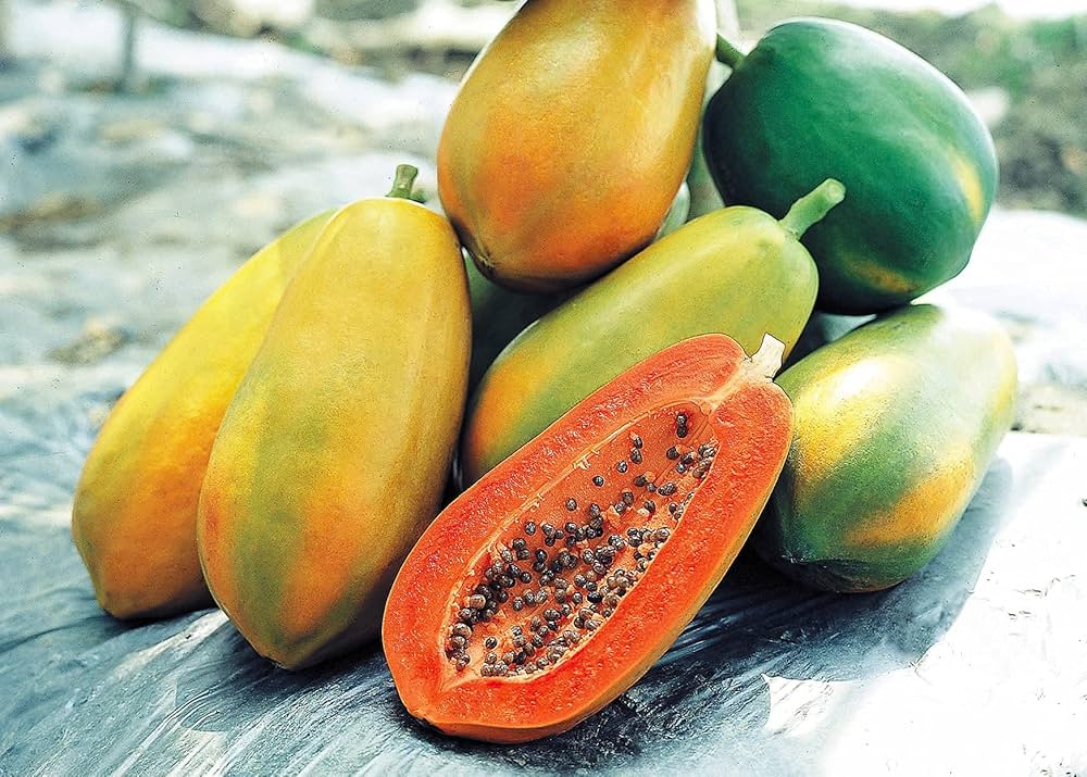 Red Lady Papaya Seeds for Planting – High-Yield, Sweet Tropical Fruit - Image 4